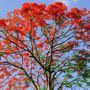 Brachychiton x acerifolius
