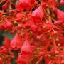 Brachychiton x acerifolius