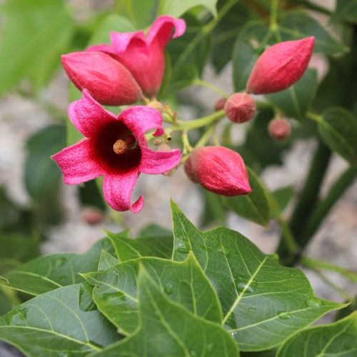 Brachychiton x acerifolius 'Griffith Pink'