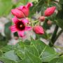 Brachychiton x acerifolius 'Griffith Pink'