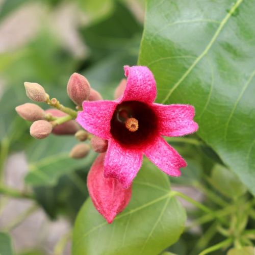 Brachychiton x acerifolius 'Griffith Pink'