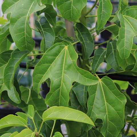 Brachychiton x acerifolius 'Little Illawarra' pbr