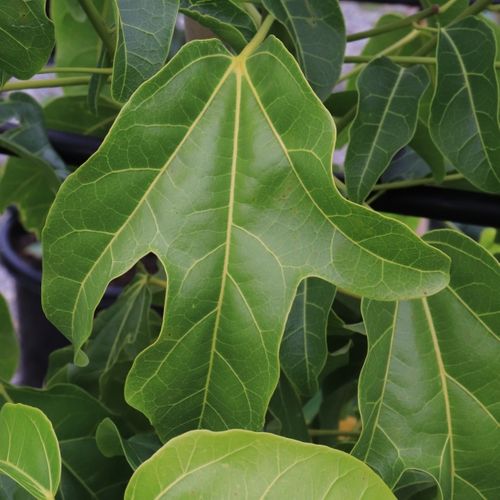 Brachychiton x acerifolius 'Little Illawarra' pbr