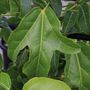 Brachychiton x acerifolius 'Little Illawarra' pbr