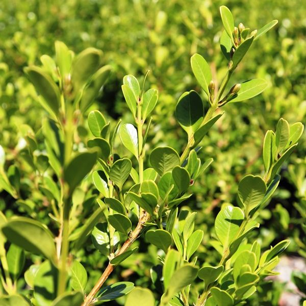 Buxus japonica Warners Nurseries