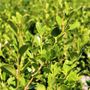 Buxus japonica