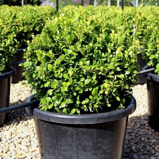 Buxus japonica