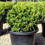 Buxus japonica