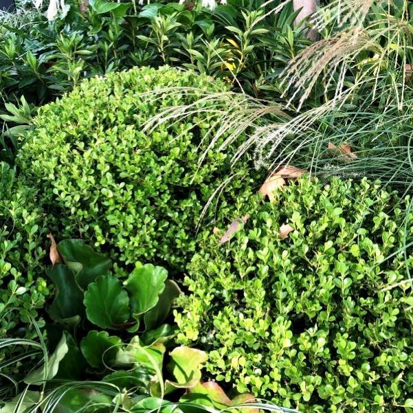 Buxus japonica Ball Warners Nurseries