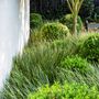 Buxus japonica Ball