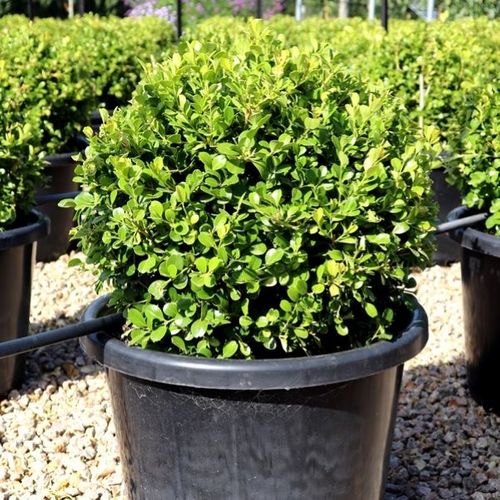 Buxus japonica Ball