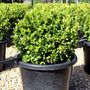 Buxus japonica Ball