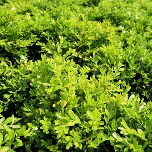 Buxus microphylla var microphylla