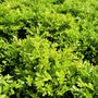 Buxus microphylla var microphylla