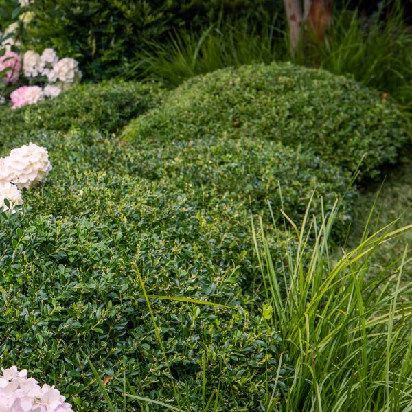 Buxus microphylla var microphylla Mound