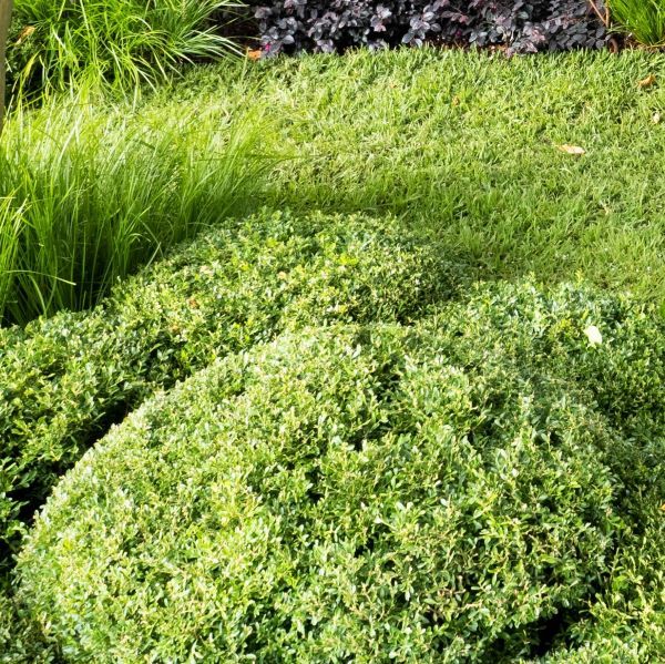 Buxus microphylla var microphylla Mound