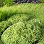 Buxus microphylla var microphylla Mound