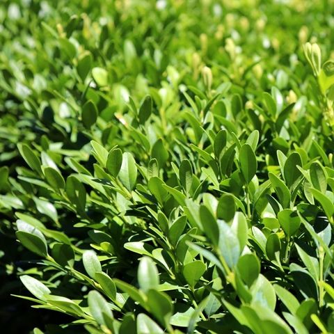 Buxus sempervirens