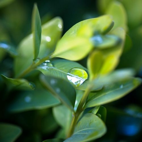 Buxus sempervirens