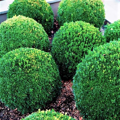 Buxus sempervirens