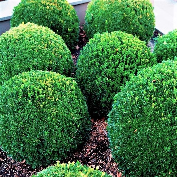 Buxus sempervirens