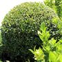 Buxus sempervirens Ball