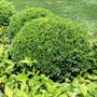 Buxus sempervirens Ball