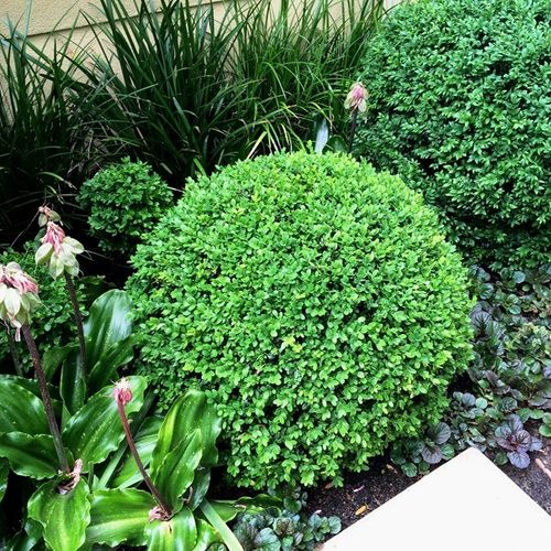 Buxus sempervirens Ball