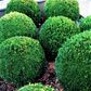 Buxus sempervirens Ball