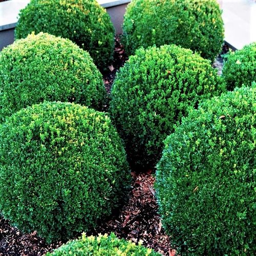 Buxus sempervirens Ball