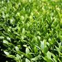 Buxus sempervirens Ball