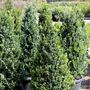 Buxus sempervirens Cone