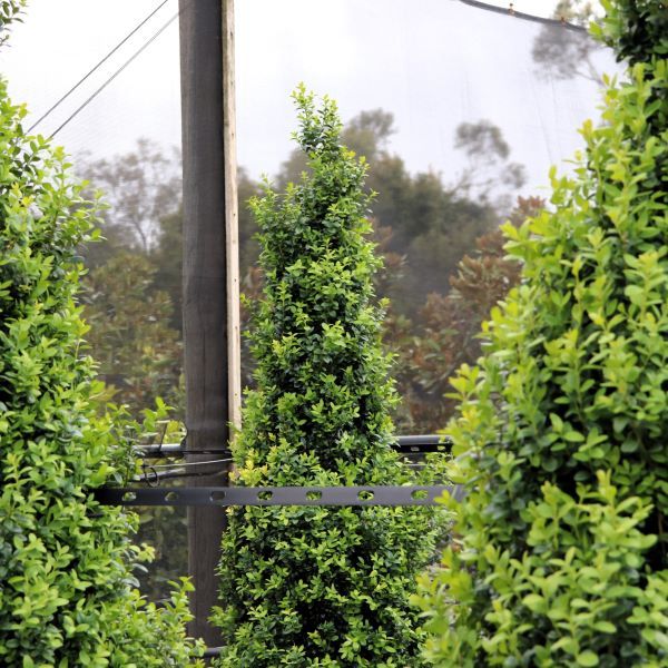 Buxus sempervirens Cone