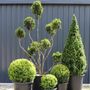 Buxus sempervirens Cone