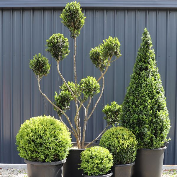 Buxus sempervirens Cloud