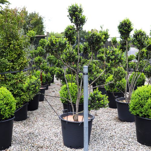 Buxus sempervirens Cloud