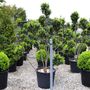 Buxus sempervirens Cloud