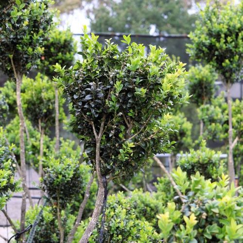 Buxus sempervirens Cloud