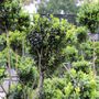 Buxus sempervirens Cloud