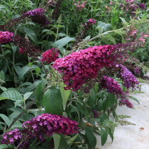 Buddleia davidii  'CranRazz'