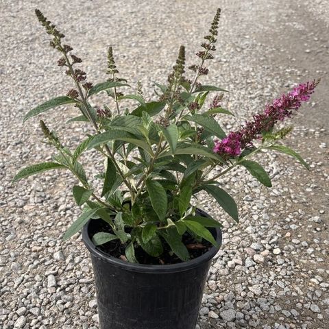 Buddleia davidii  'CranRazz'