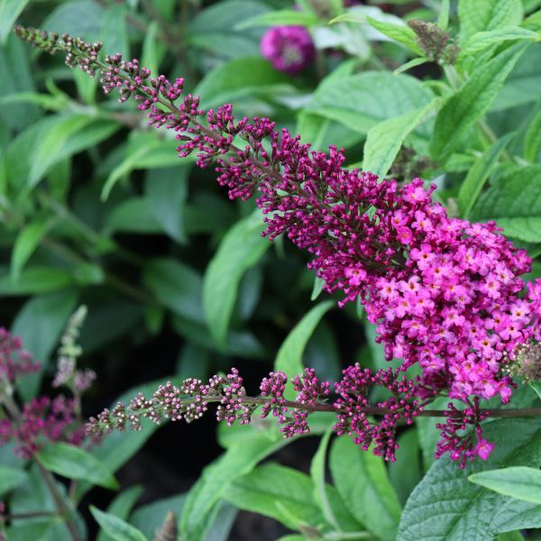 Buddleia davidii  'CranRazz'
