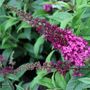 Buddleia davidii  'CranRazz'
