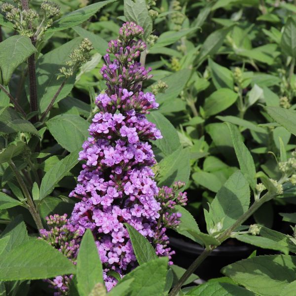 Buddleia davidii 'High Five Purple'