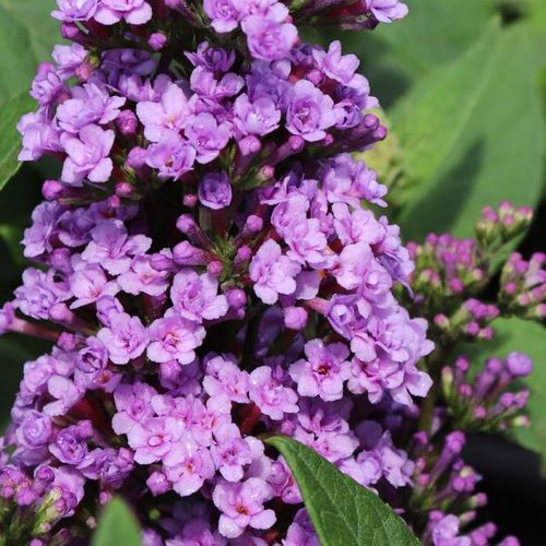 Buddleia davidii 'High Five Purple'