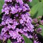 Buddleia davidii 'High Five Purple'