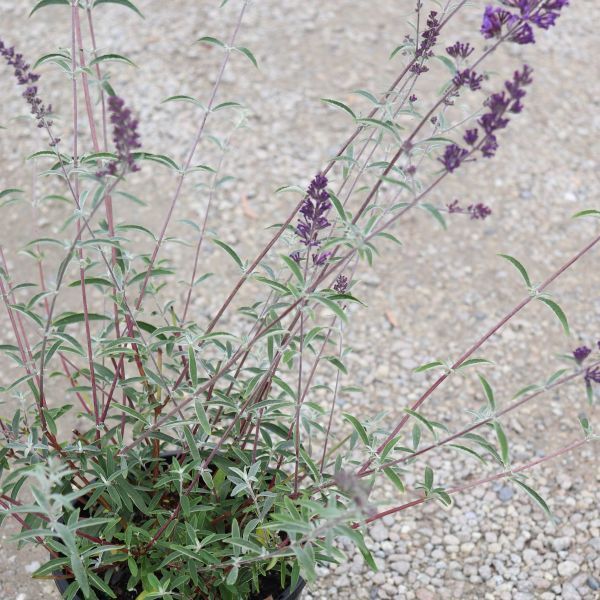 Buddleia davidii Nanhoensis