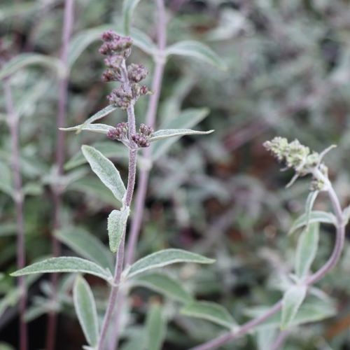 Buddleia davidii Nanhoensis