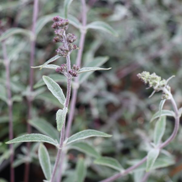 Buddleia davidii Nanhoensis