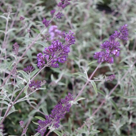 Buddleia davidii Nanhoensis